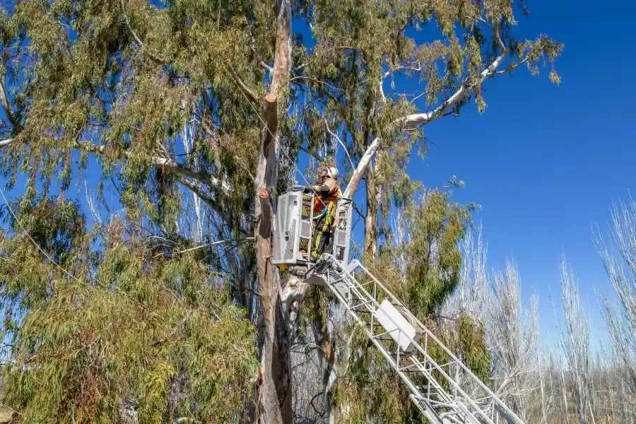 The Importance Of Regular Tree Maintenance For Your Property Norman OK 73071