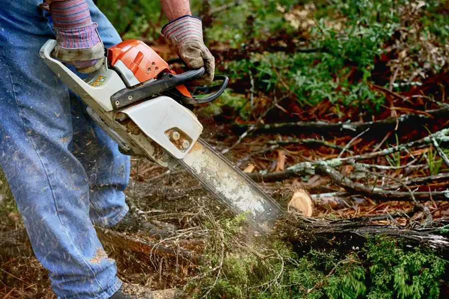 The Importance Of Regular Tree Maintenance For Your Property in Norman OK 73071