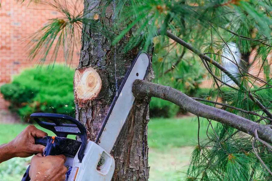 Why Professional Tree Trimming Is Crucial For Your Landscape Norman OK 73071 Why Professional Tree Trimming Is Crucial For Your Landscape Norman OK 73071